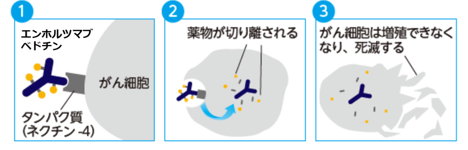 抗体薬物複合体画像