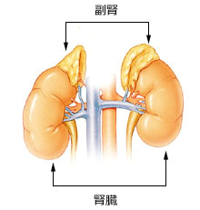 副腎腫瘍1