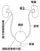 症 の 熱 感染 方 尿 路 出